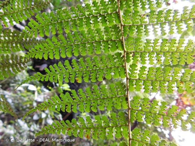 <i>Dennstaedtia dissecta</i> (Sw.) T.Moore, 1861 © C. Delnatte - DEAL Martinique