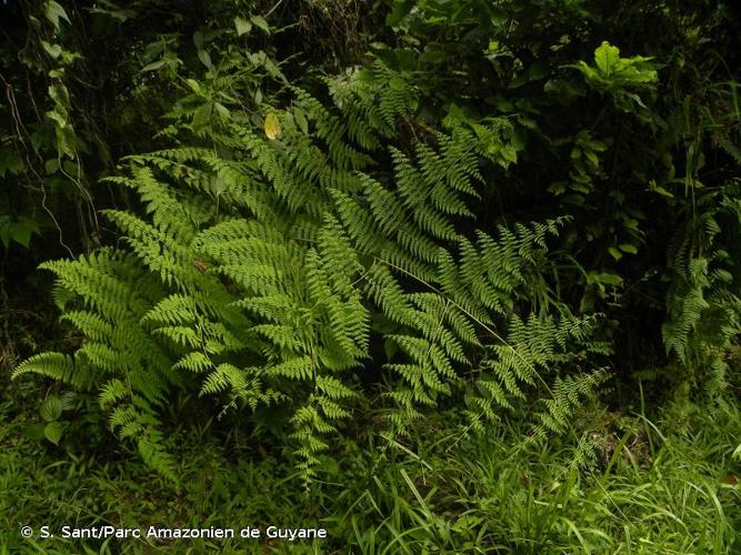 <i>Hypolepis repens</i> (L.) C.Presl, 1836 © S. Sant/Parc Amazonien de Guyane