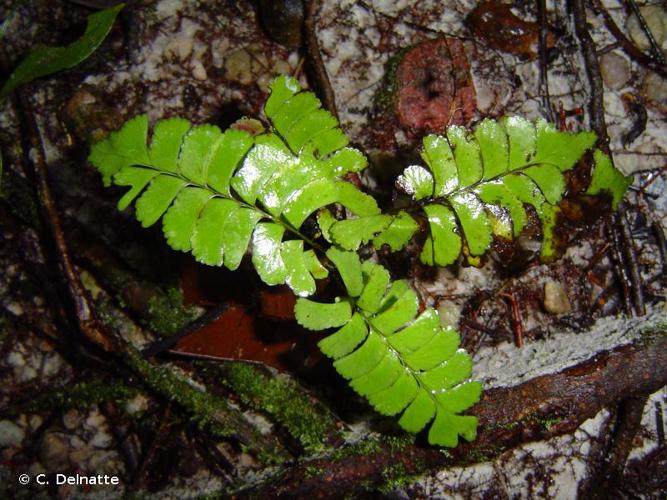 <i>Lindsaea divaricata</i> Klotzsch, 1845 © C. Delnatte