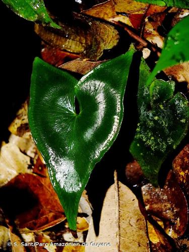 <i>Lindsaea sagittata</i> (Aubl.) Dryand., 1797 © S. Sant/Parc Amazonien de Guyane