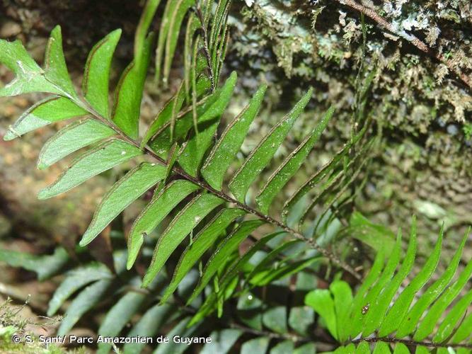 <i>Lindsaea surinamensis</i> Posth., 1927 © S. Sant/ Parc Amazonien de Guyane