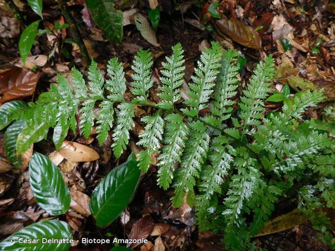 <i>Saccoloma inaequale</i> (Kunze) Mett., 1861 © César Delnatte - Biotope Amazonie