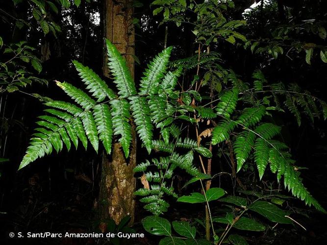 <i>Polybotrya caudata</i> Kunze, 1834 © S. Sant/Parc Amazonien de Guyane