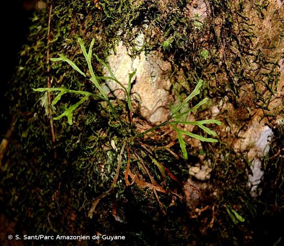 <i>Cochlidium furcatum</i> (Hook. & Grev.) C.Chr., 1929 © S. Sant/Parc Amazonien de Guyane