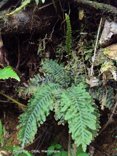 <i>Trichomanes diversifrons</i> (Bory) Mett. ex Sadeb., 1899 © C. Delnatte - DEAL Martinique