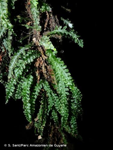 <i>Trichomanes polypodioides</i> L., 1753 © S. Sant/Parc Amazonien de Guyane