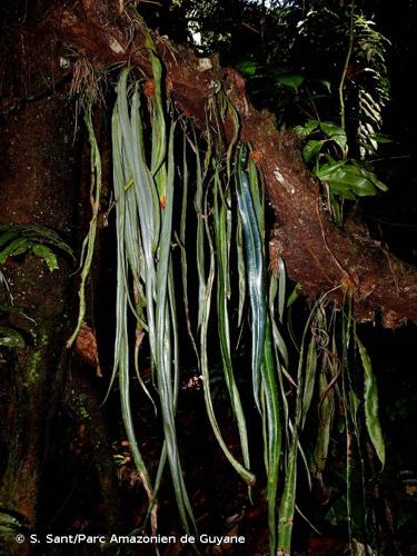 <i>Elaphoglossum herminieri</i> (Bory & Fée) T.Moore, 1857 © S. Sant/Parc Amazonien de Guyane