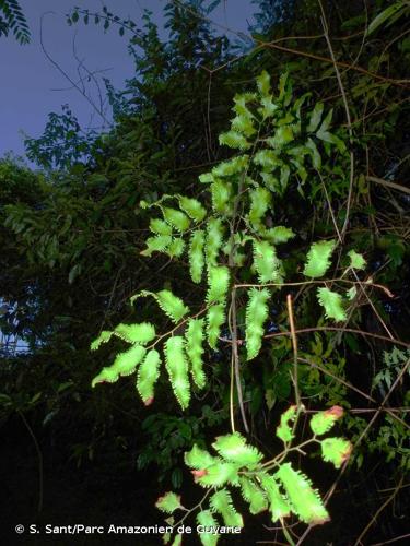 <i>Lygodium volubile</i> Sw., 1803 © S. Sant/Parc Amazonien de Guyane