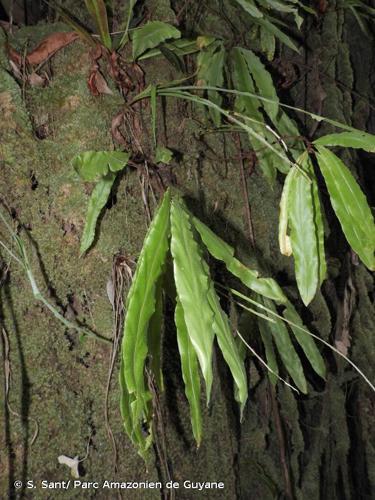 <i>Oleandra pilosa</i> Hook., 1840 © S. Sant/ Parc Amazonien de Guyane