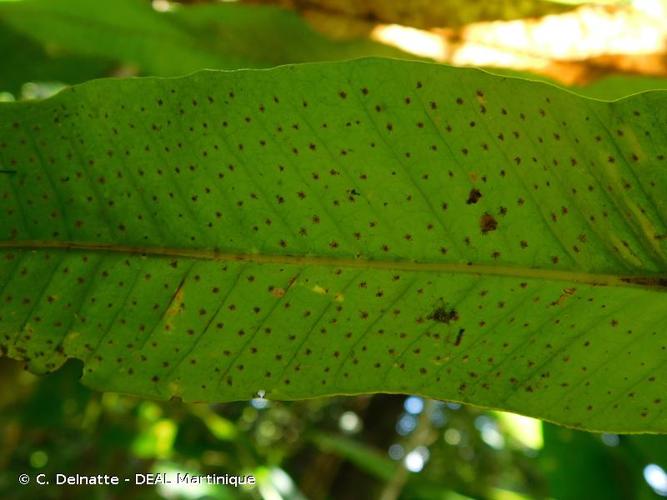 <i>Campyloneurum phyllitidis</i> (L.) C.Presl, 1836 © C. Delnatte - DEAL Martinique