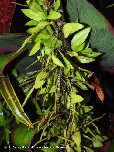 <i>Microgramma reptans</i> (Cav.) A.R.Sm., 1975 © S. Sant/ Parc Amazonien de Guyane