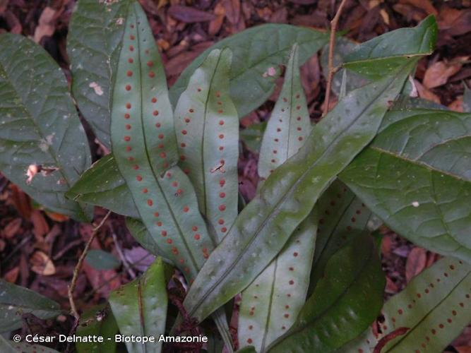 <i>Microgramma thurnii</i> (Baker) R.M.Tryon & Stolze, 1993 © César Delnatte - Biotope Amazonie