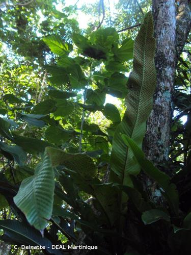 <i>Niphidium crassifolium</i> (L.) Lellinger, 1972 © C. Delnatte - DEAL Martinique