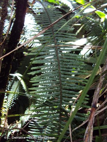 <i>Pecluma pectinata</i> (L.) M.G.Price, 1983 © C. Delnatte - DEAL Martinique