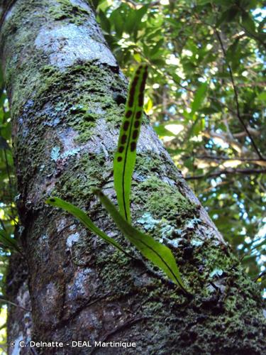 <i>Pleopeltis astrolepis</i> (Liebm.) E.Fourn., 1872 © C. Delnatte - DEAL Martinique