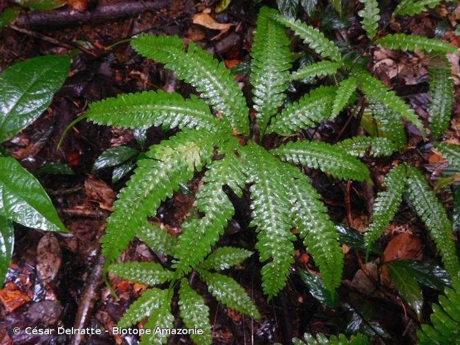 <i>Pteris pungens</i> Willd., 1810 © César Delnatte - Biotope Amazonie