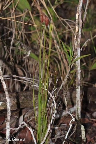 <i>Actinostachys pennula</i> (Sw.) Hook., 1842 © G. Léotard