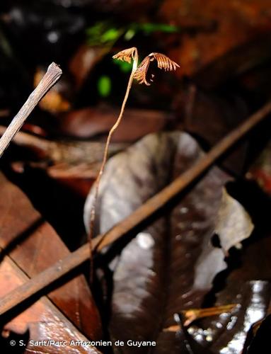 <i>Schizaea fluminensis</i> Miers ex J.W.Sturm, 1859 © S. Sant/Parc Amazonien de Guyane