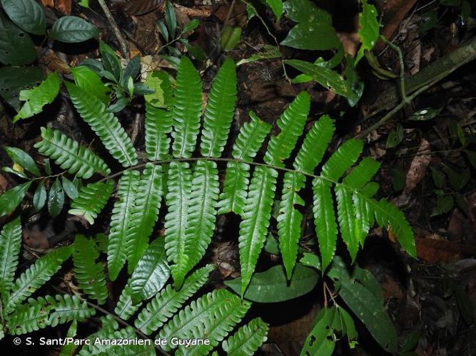 <i>Ctenitis refulgens</i> (Klotzsch ex Mett.) C.Chr. ex Vareschi, 1969 © S. Sant/Parc Amazonien de Guyane