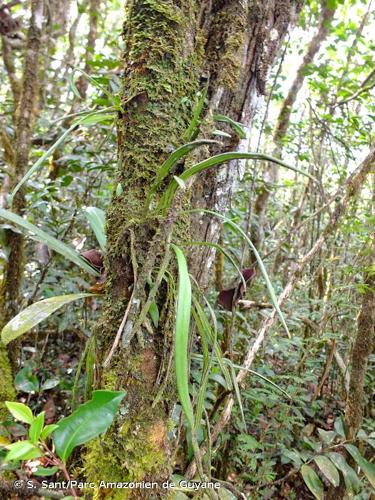 <i>Ananthacorus angustifolius</i> (Sw.) Underw. & Maxon, 1908 © S. Sant/Parc Amazonien de Guyane