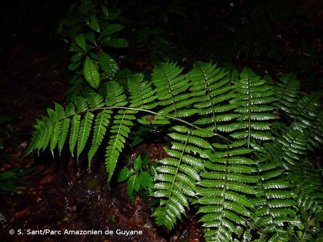 <i>Diplazium expansum</i> Willd., 1810 © S. Sant/Parc Amazonien de Guyane