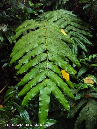 <i>Hemidictyum marginatum</i> (L.) C.Presl, 1836 © C. Delnatte - DEAL Martinique