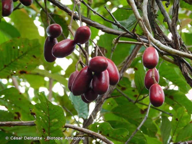 <i>Gnetum nodiflorum</i> Brongn., 1829 © César Delnatte - Biotope Amazonie