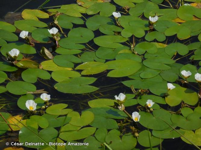 <i>Sagittaria guayanensis</i> Kunth, 1815 © César Delnatte - Biotope Amazonie