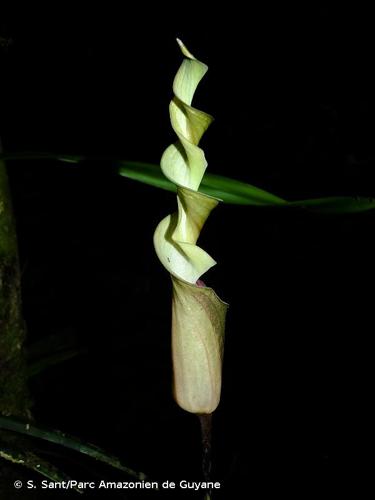 <i>Anaphyllopsis americana</i> (Engl.) A.Hay, 1988 © S. Sant/Parc Amazonien de Guyane