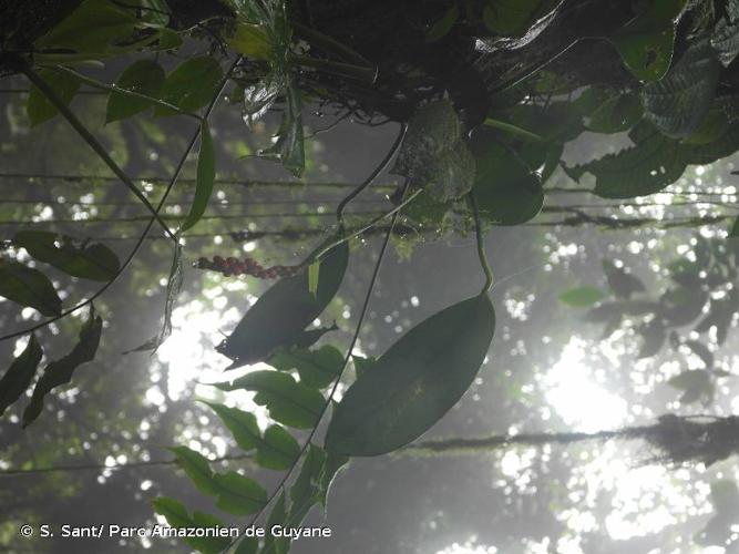 <i>Anthurium cremersii</i> G.S.Bunting ex Croat, 2010 © S. Sant/ Parc Amazonien de Guyane