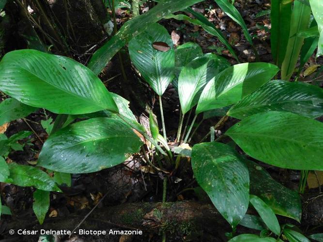 <i>Dieffenbachia humilis</i> Poepp., 1845 © César Delnatte - Biotope Amazonie