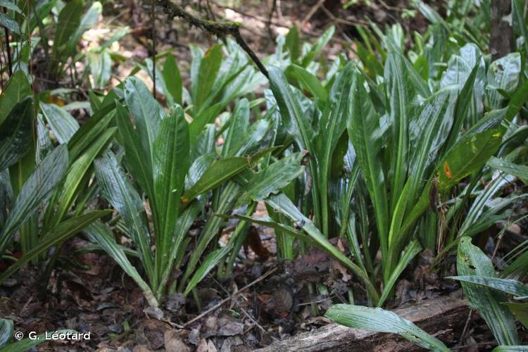 <i>Dieffenbachia paludicola</i> N.E.Br. ex Gleason, 1929 © G. Léotard