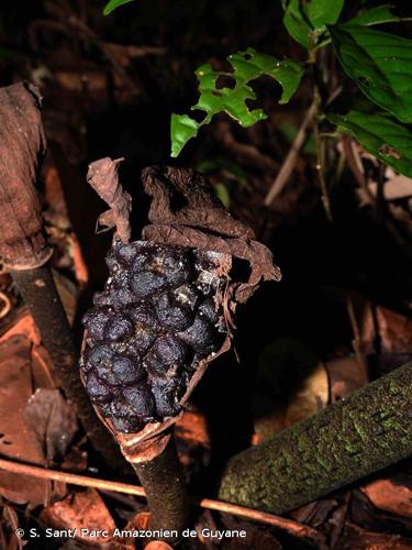 <i>Dracontium polyphyllum</i> L., 1753 © S. Sant/ Parc Amazonien de Guyane