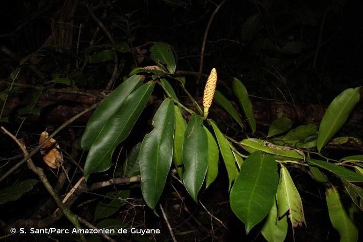 <i>Heteropsis flexuosa</i> (Kunth) G.S.Bunting, 1979 © S. Sant/Parc Amazonien de Guyane