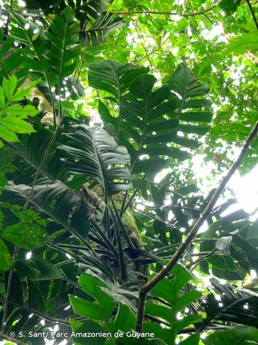 <i>Monstera spruceana</i> (Schott) Engl., 1878 © S. Sant/ Parc Amazonien de Guyane