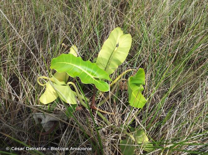 <i>Philodendron billietiae</i> Croat, 1995 © César Delnatte - Biotope Amazonie