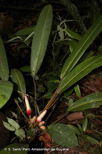 <i>Philodendron callosum</i> K.Krause, 1913 © S. Sant/ Parc Amazonien de Guyane