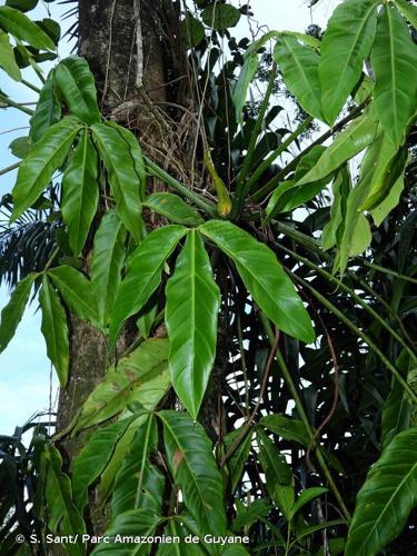 <i>Philodendron hylaeae</i> G.S.Bunting, 1975 © S. Sant/ Parc Amazonien de Guyane