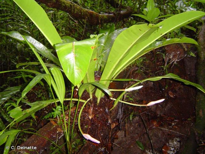 <i>Philodendron linnaei</i> Kunth, 1841 © C. Delnatte