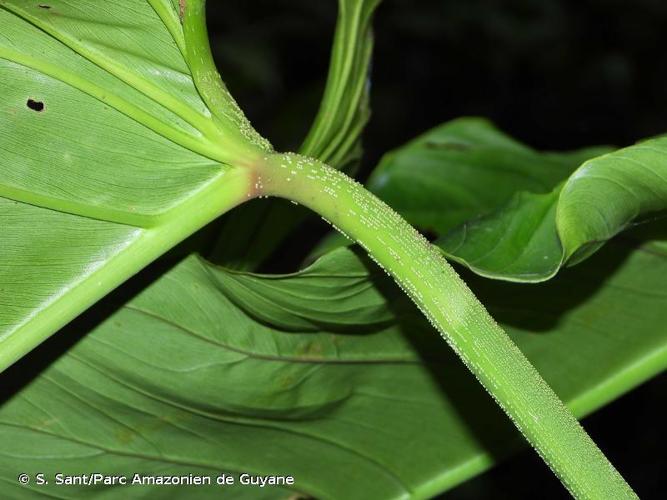 <i>Philodendron ornatum</i> Schott, 1853 © S. Sant/Parc Amazonien de Guyane