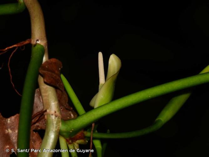 <i>Philodendron sphalerum</i> Schott, 1860 © S. Sant/ Parc Amazonien de Guyane