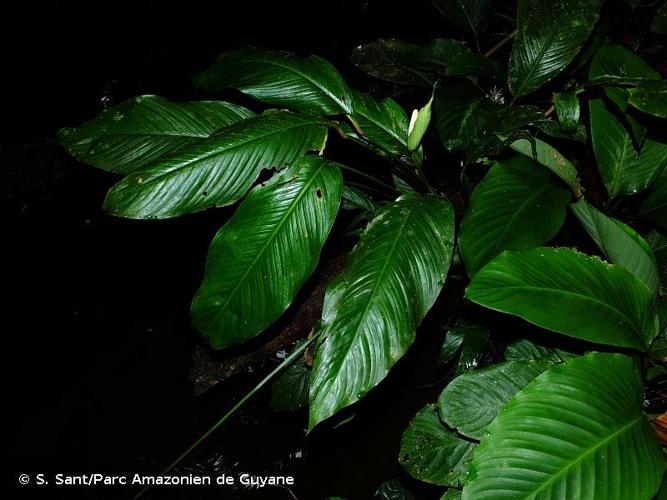 <i>Spathiphyllum humboldtii</i> Schott, 1853 © S. Sant/Parc Amazonien de Guyane