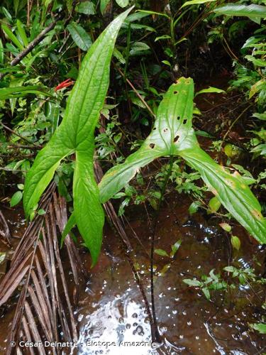 <i>Urospatha sagittifolia</i> (Rudge) Schott, 1853 © César Delnatte - Biotope Amazonie