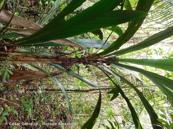 <i>Asterogyne guianensis</i> Granv. & A.J.Hend., 1988 © César Delnatte - Biotope Amazonie