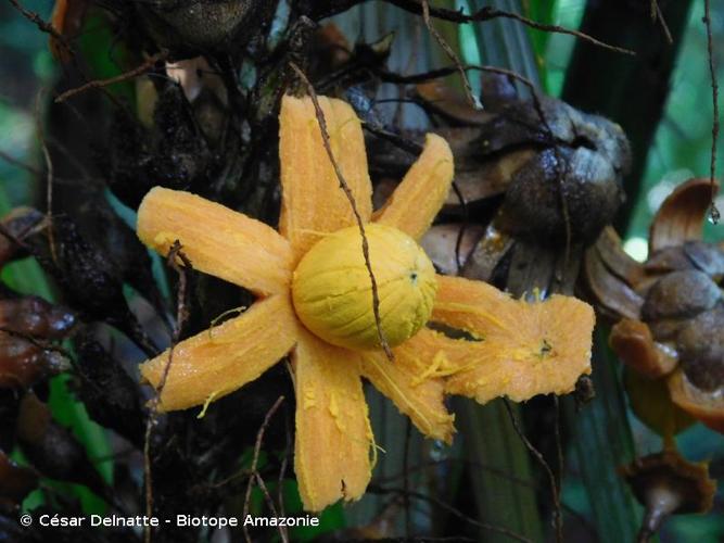 <i>Astrocaryum paramaca</i> Mart., 1834 © César Delnatte - Biotope Amazonie