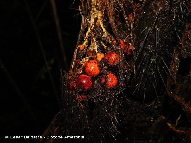 <i>Bactris acanthocarpoides</i> Barb.Rodr., 1875 © César Delnatte - Biotope Amazonie