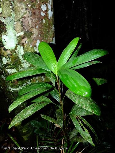 <i>Bactris aubletiana</i> Trail, 1876 © S. Sant/Parc Amazonien de Guyane