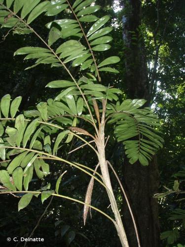 <i>Bactris elegans</i> Barb.Rodr., 1875 © C. Delnatte