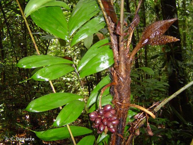 <i>Bactris gastoniana</i> Barb.Rodr., 1888 © C. Delnatte