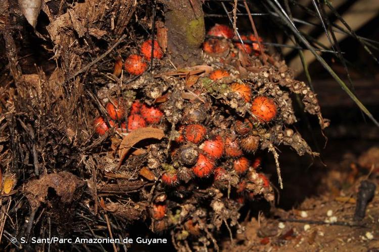 <i>Bactris rhaphidacantha</i> Wess.Boer, 1965 © S. Sant/Parc Amazonien de Guyane